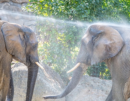 Bericht über den Tiergarten Schönbrunn Wien - die Elefanten erfreuen sich an einer kühlen Dusche - www.wien-erleben.com