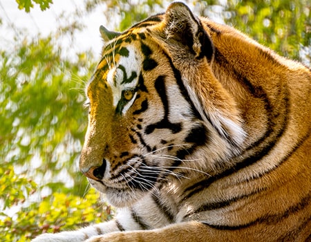 Bericht über den Tiergarten Schönbrunn Wien - ein Tiger - www.wien-erleben.com