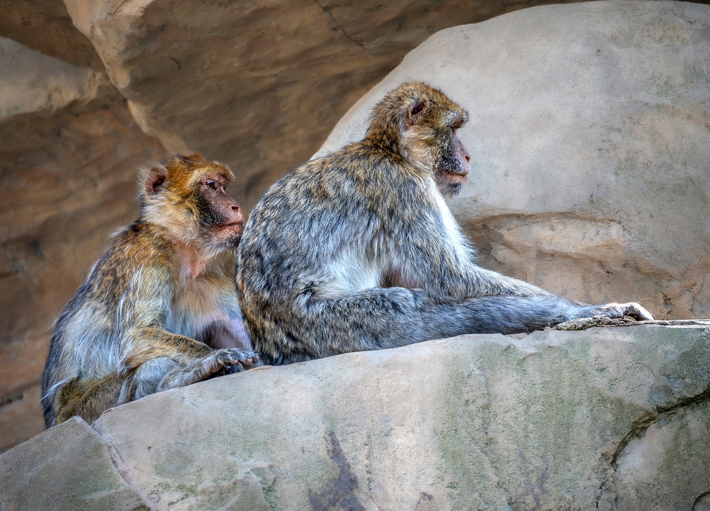 Tiergarten Schönbrunn Wien - zwei Affen beobachten etwas interessiert - www.wien-erleben.com