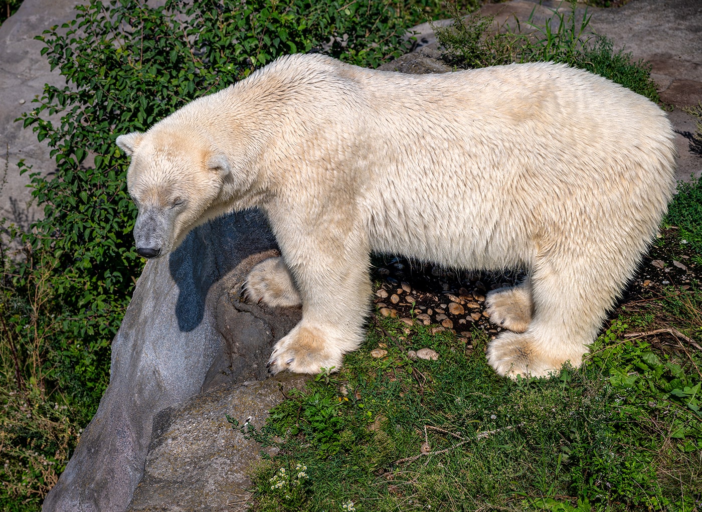 Tiergarten Schönbrunn Wien - ein Eisbär - www.wien-erleben.com