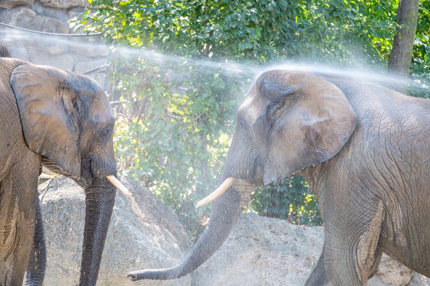 Tiergarten Schönbrunn Wien - die Elefanten erfreuen sich an einer kühlen Dusche - www.wien-erleben.com