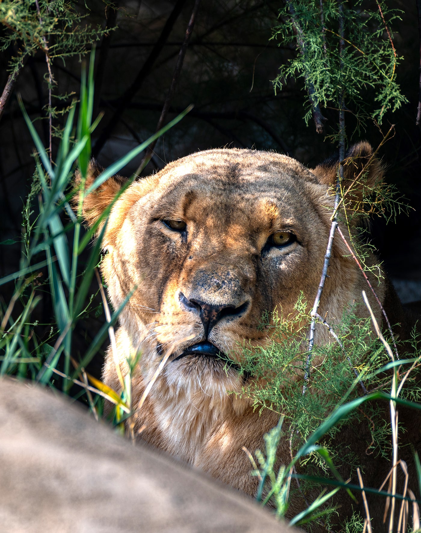 Tiergarten Schönbrunn Wien - ein Löwe ruht sich aus - www.wien-erleben.com