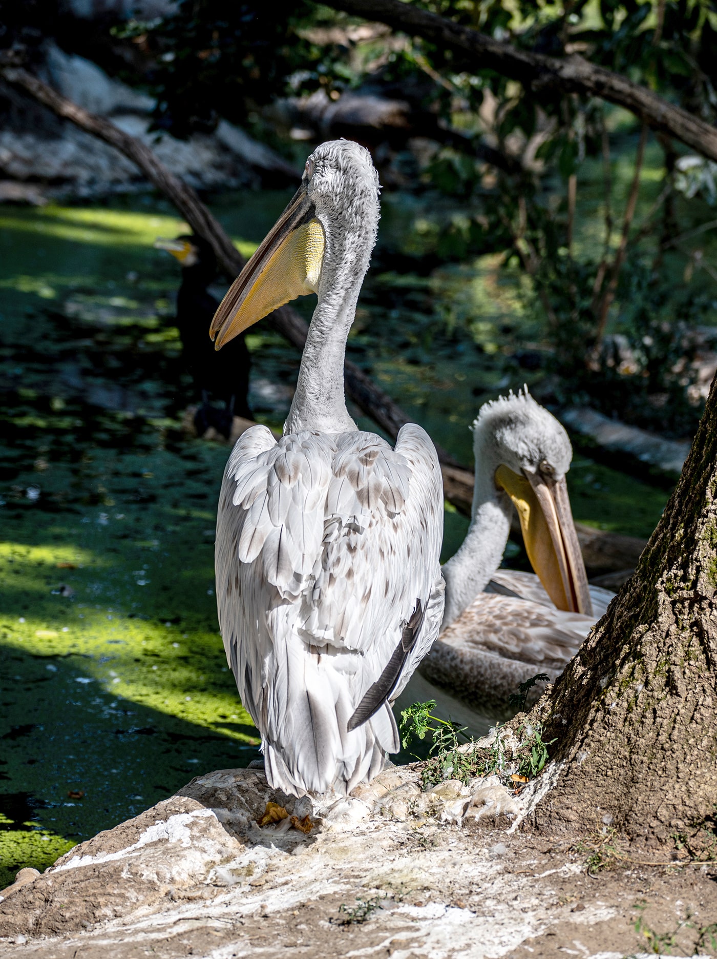 Tiergarten Schönbrunn Wien - Pelikane - www.wien-erleben.com