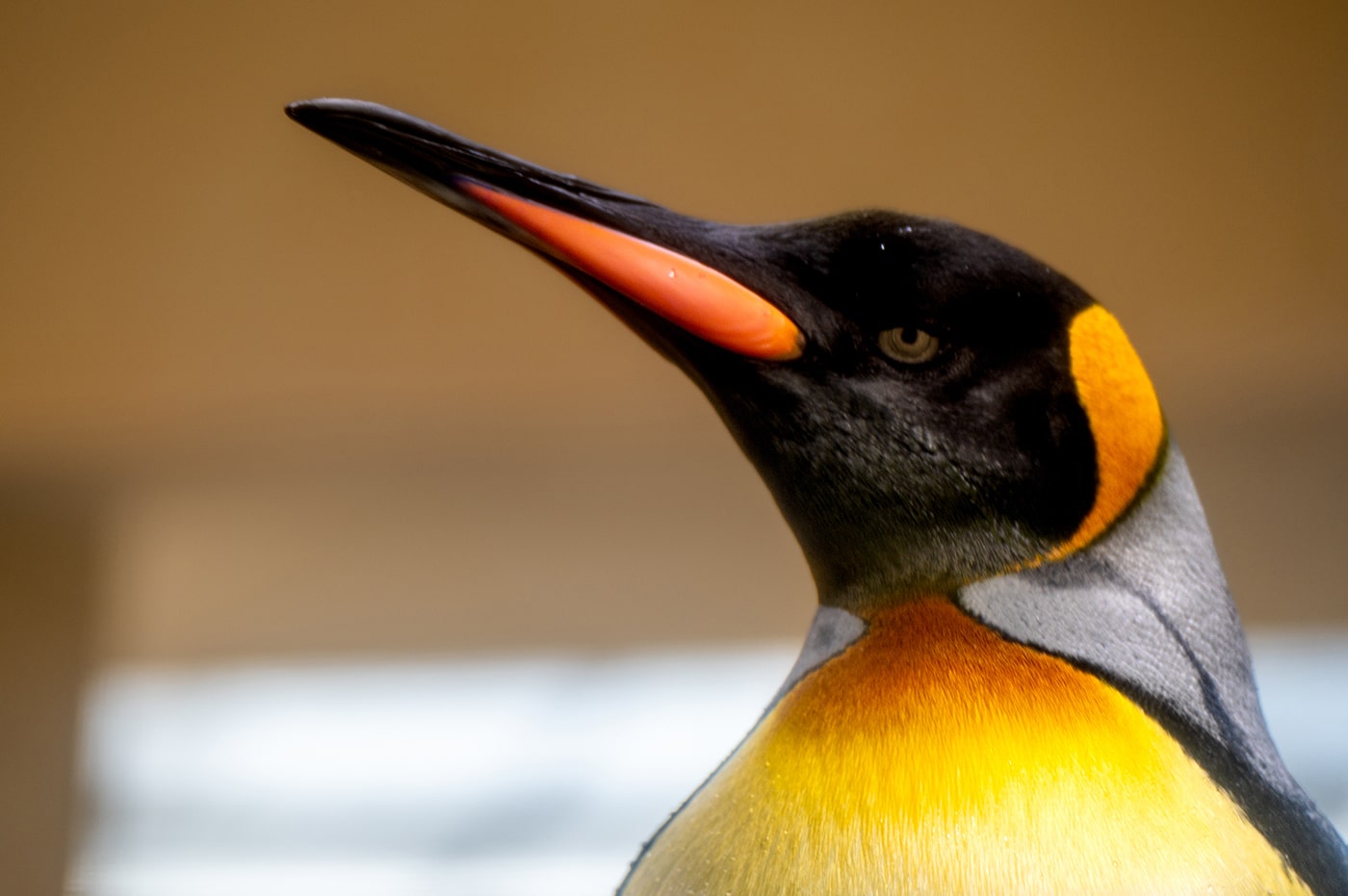 Tiergarten Schönbrunn Wien - ein Pinguin in der Nahaufnahme - www.wien-erleben.com