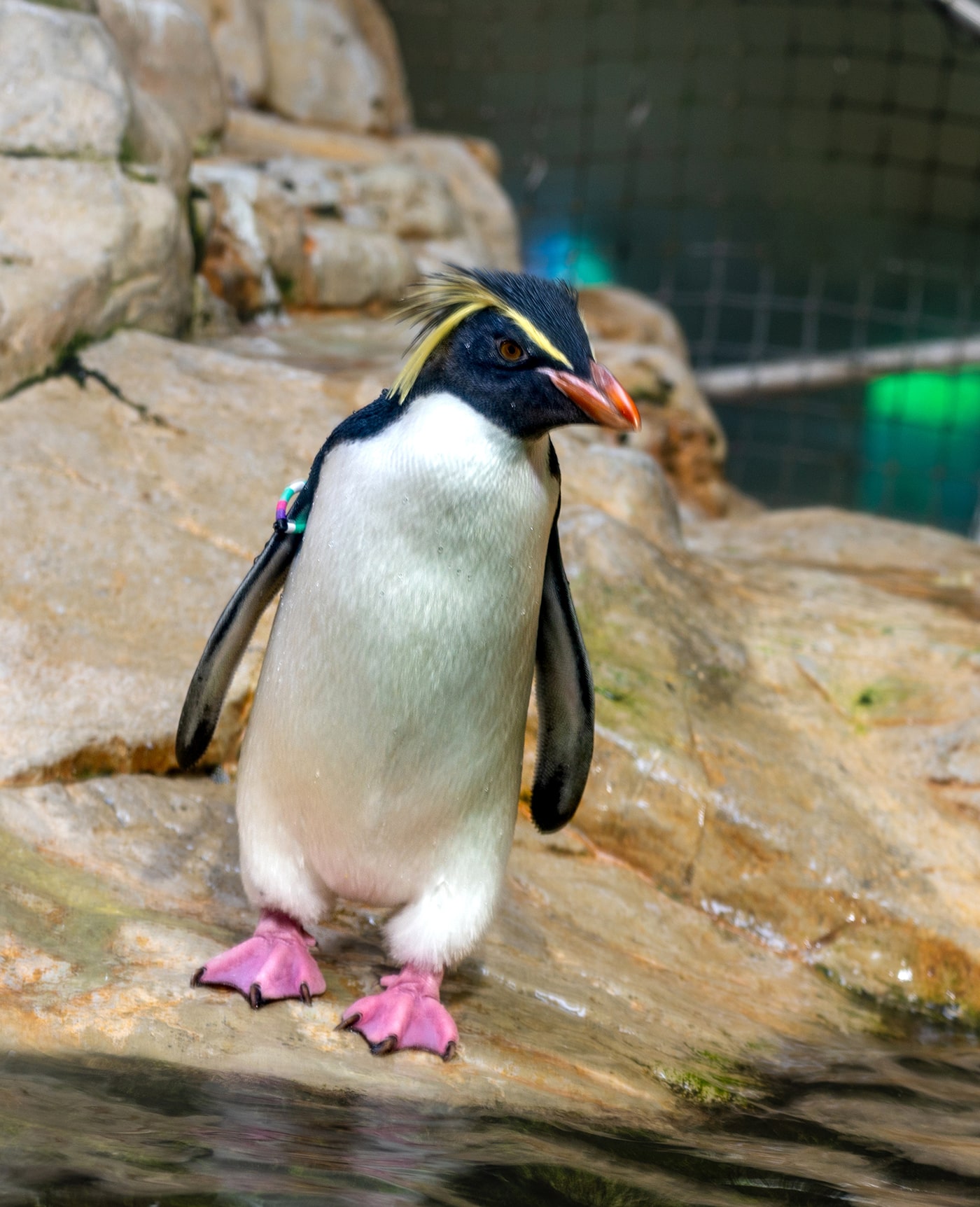 Tiergarten Schönbrunn Wien - ein Pinguin watschelt Richtung Wasser - www.wien-erleben.com