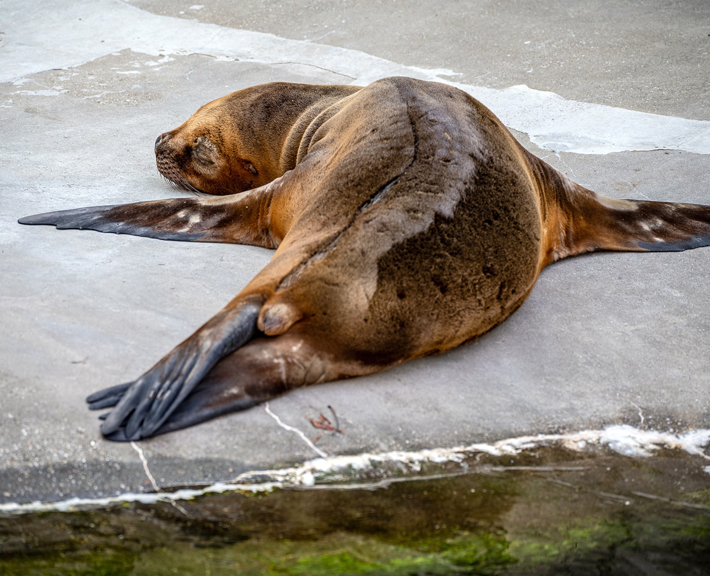 Tiergarten Schönbrunn Wien - Robbe ruht sich aus - www.wien-erleben.com