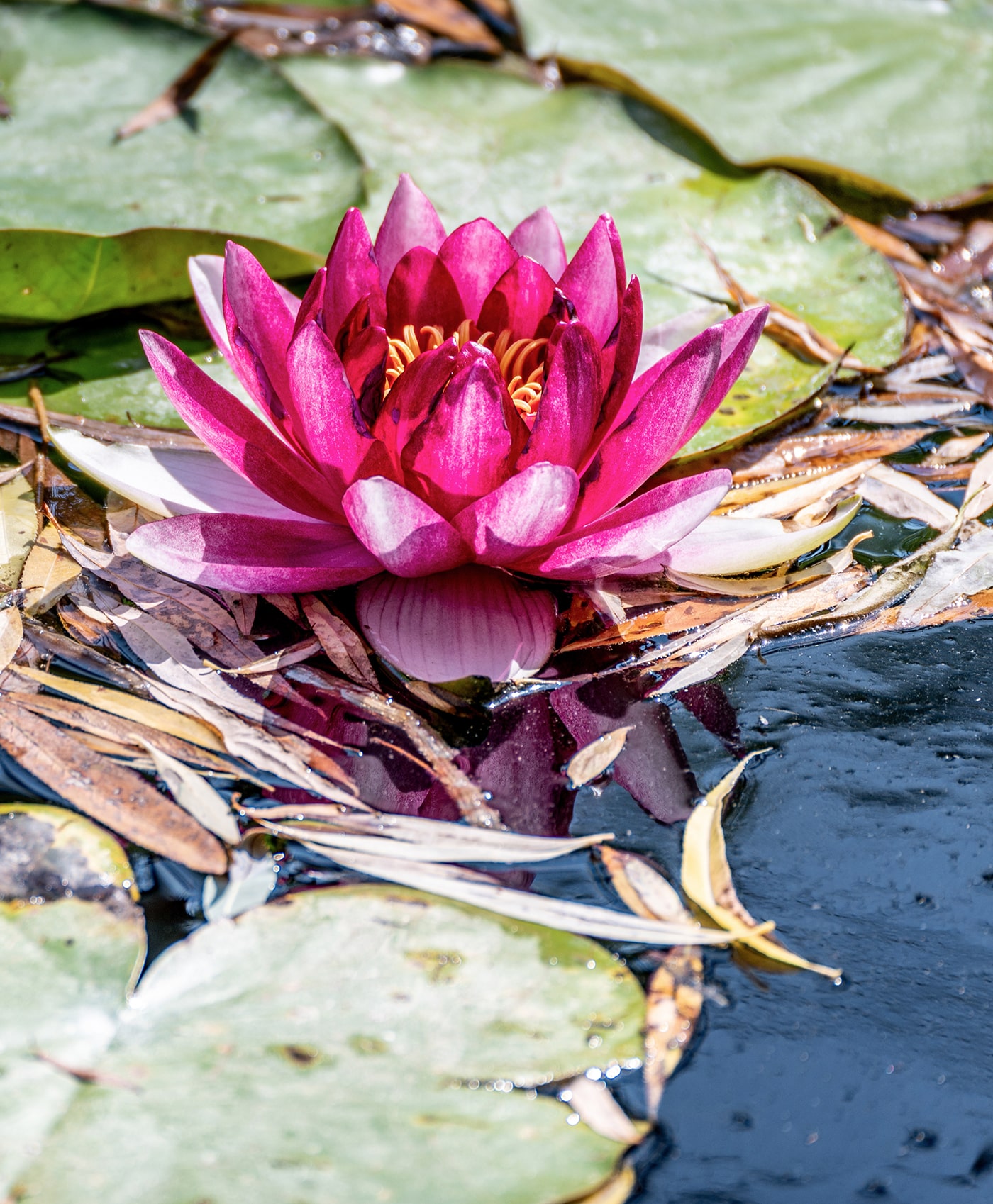 Tiergarten Schönbrunn Wien - eine Seerose - www.wien-erleben.com