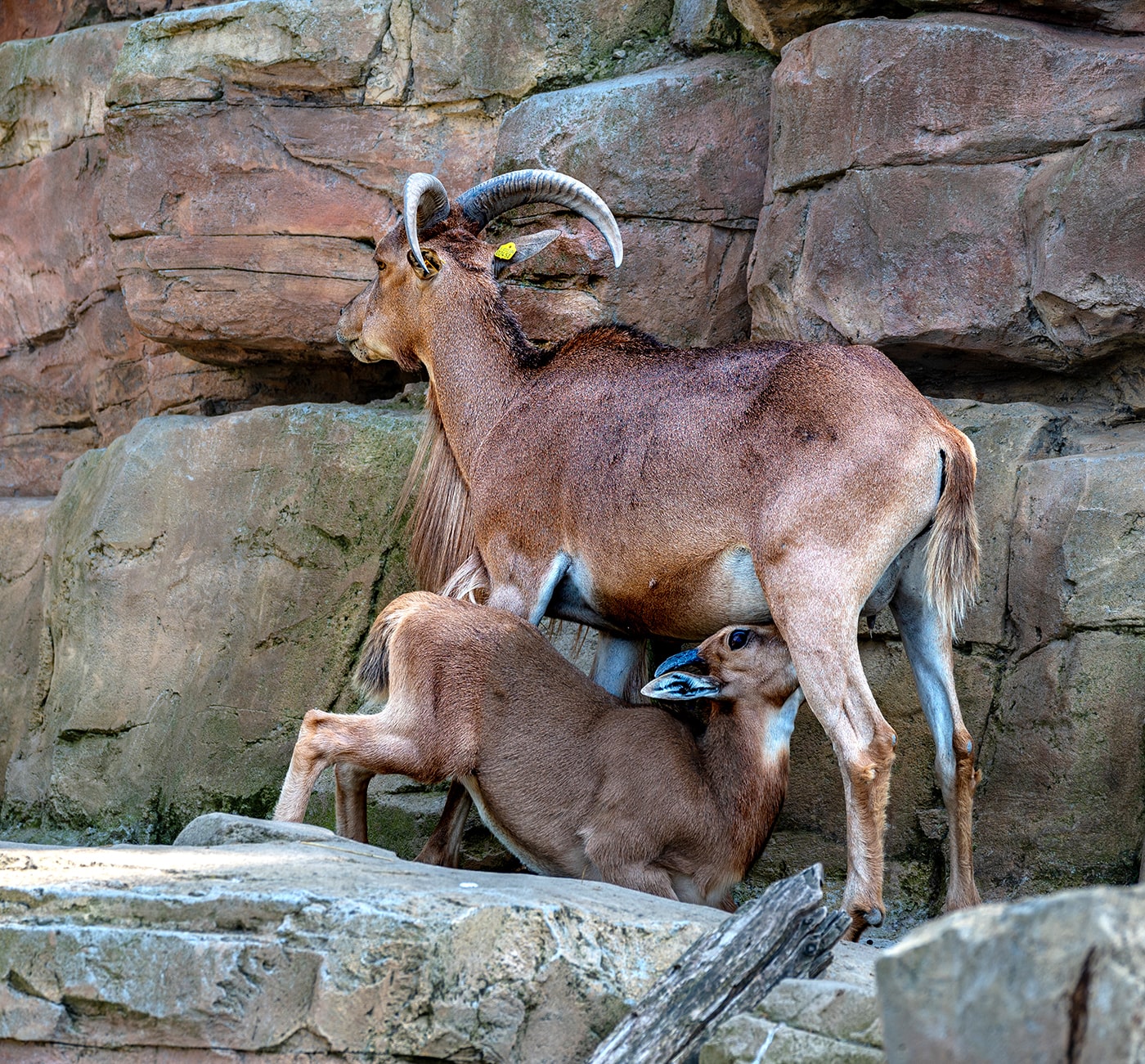 Tiergarten Schönbrunn Wien - ein Steinbock im steilen Gelände- www.wien-erleben.com