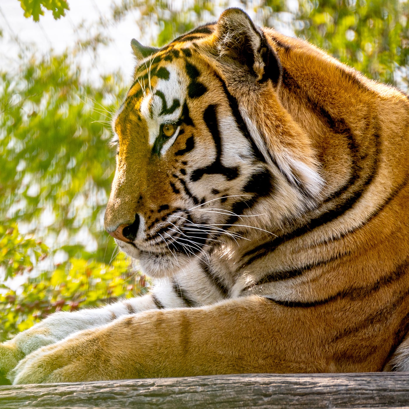 Tiergarten Schönbrunn Wien - ein Tiger - www.wien-erleben.com