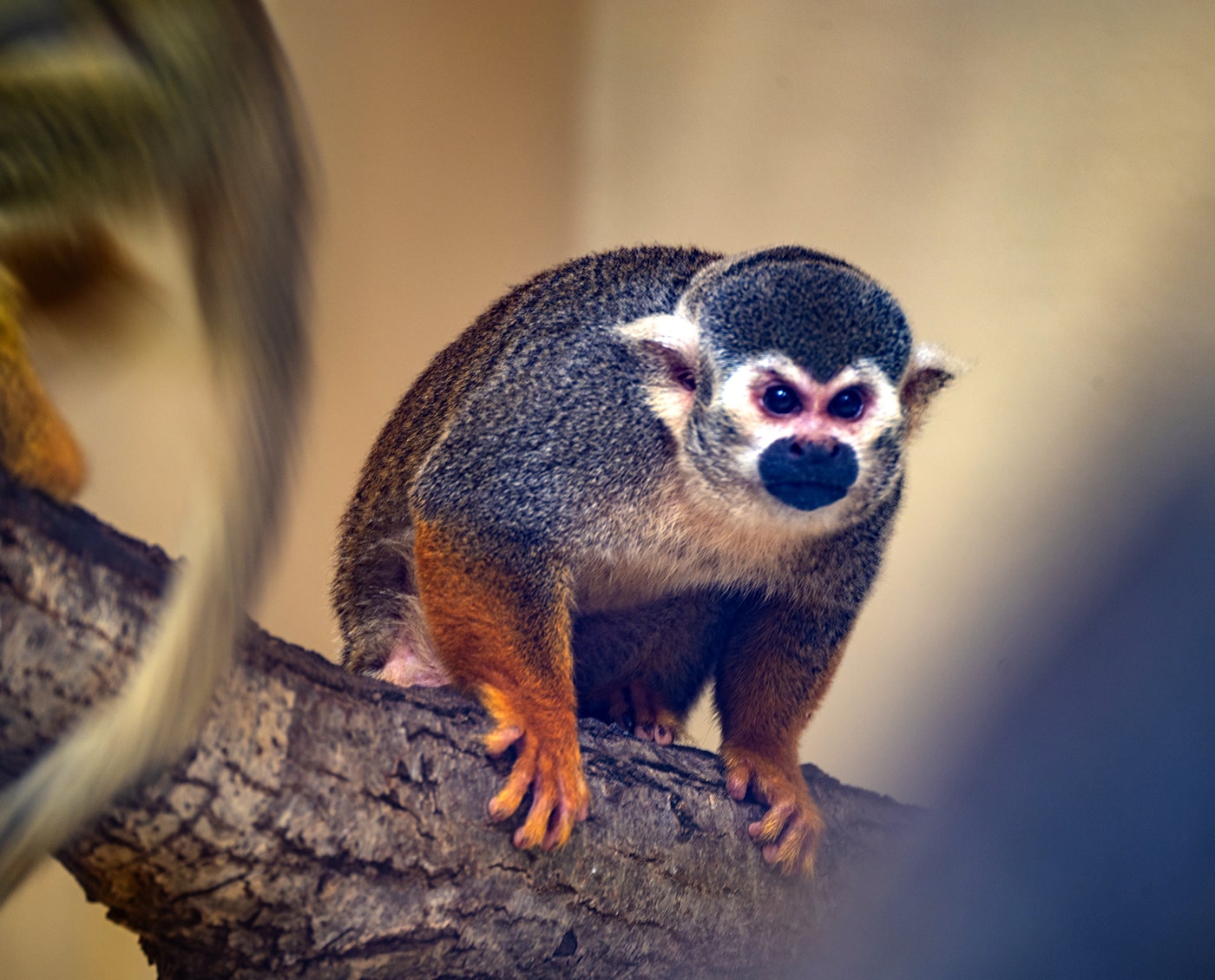 Tiergarten Schönbrunn Wien - ein Totenkopfaffe - www.wien-erleben.com