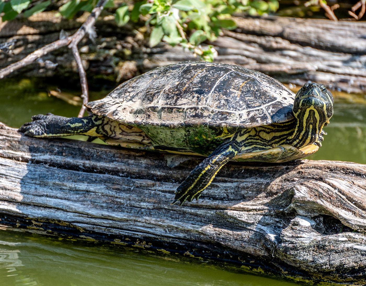 Tiergarten Schönbrunn Wien - Schildkröte - www.wien-erleben.com