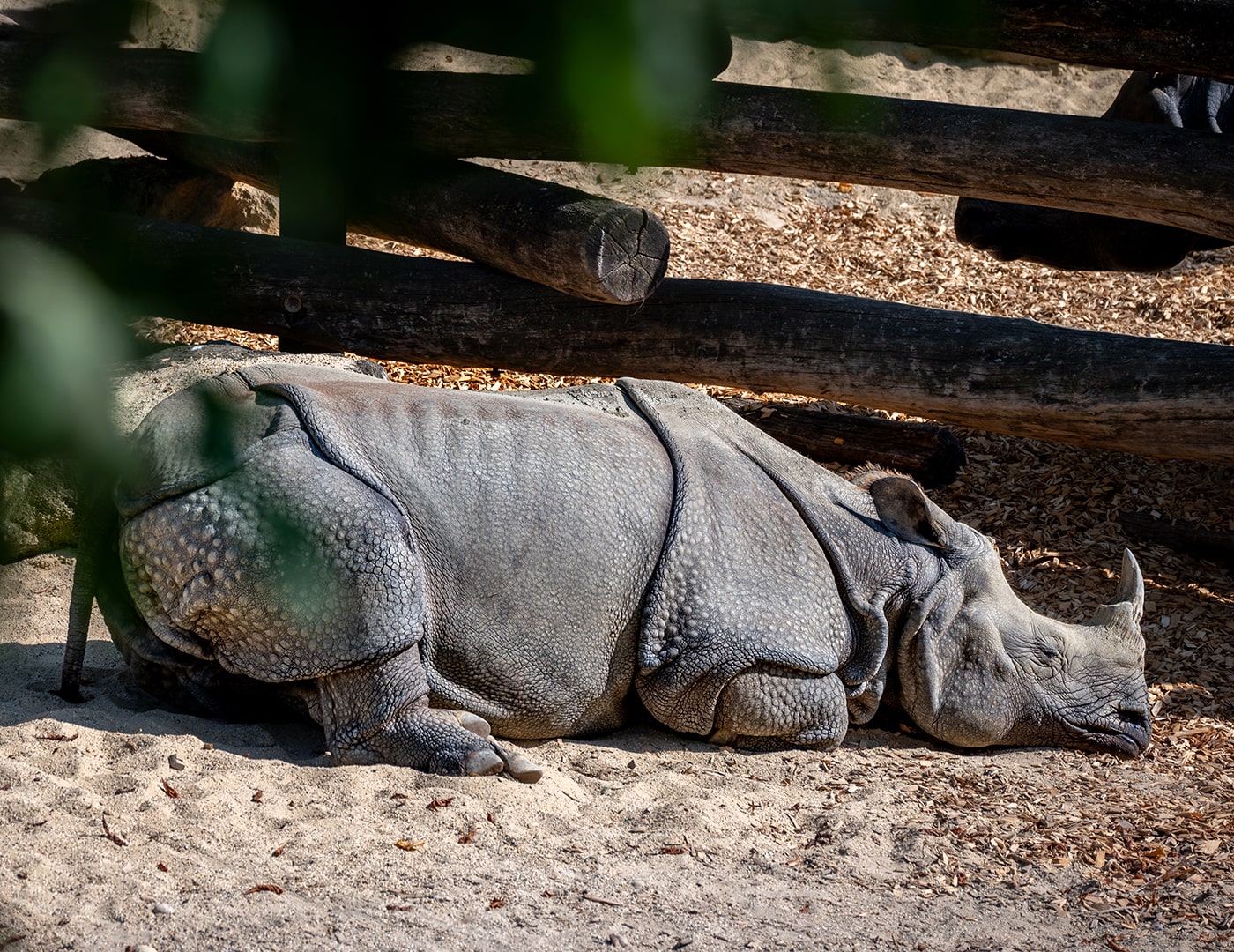 Tiergarten Schönbrunn Wien - Nashorn - www.wien-erleben.com