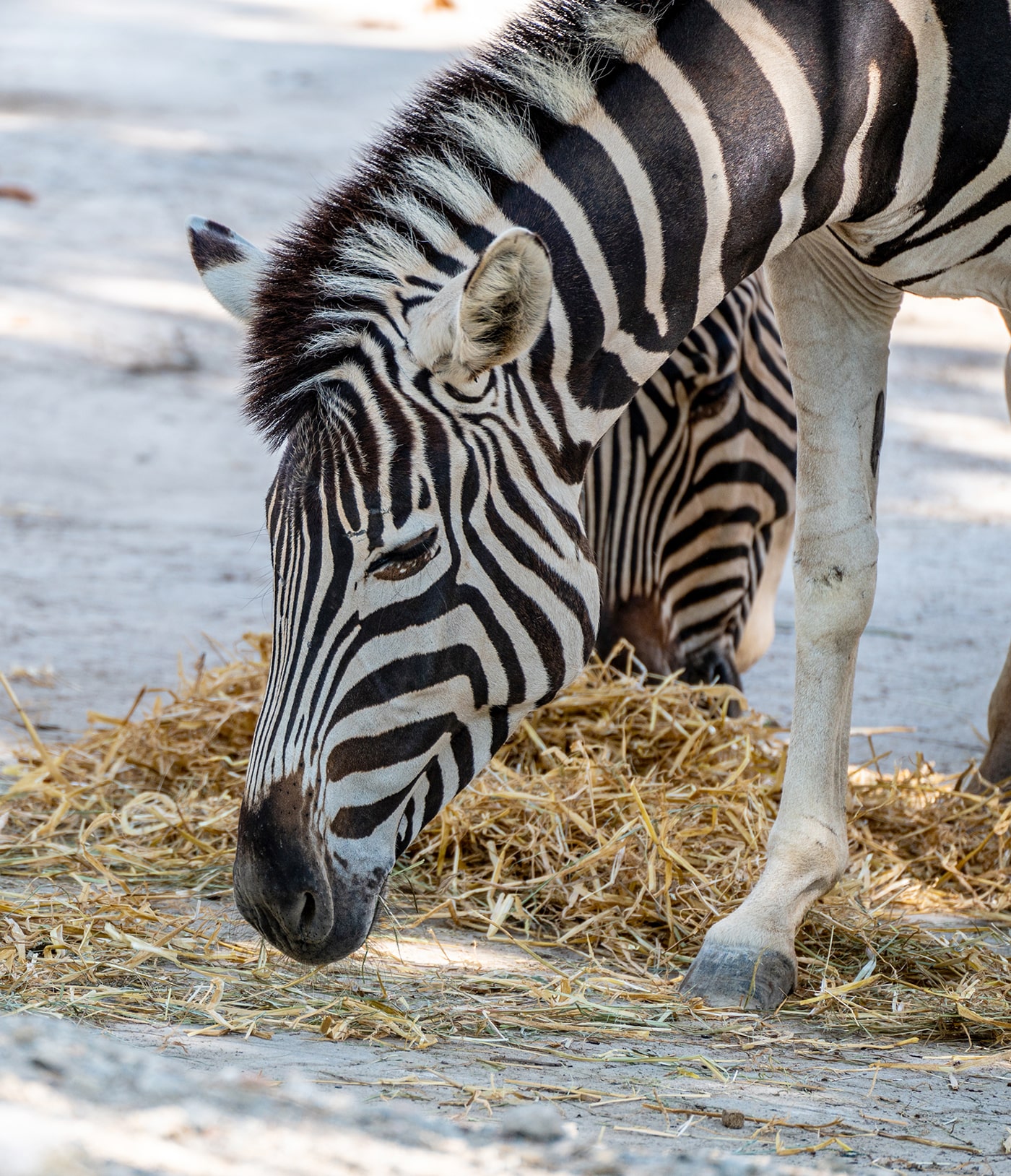 Tiergarten Schönbrunn Wien - Zebra - www.wien-erleben.com